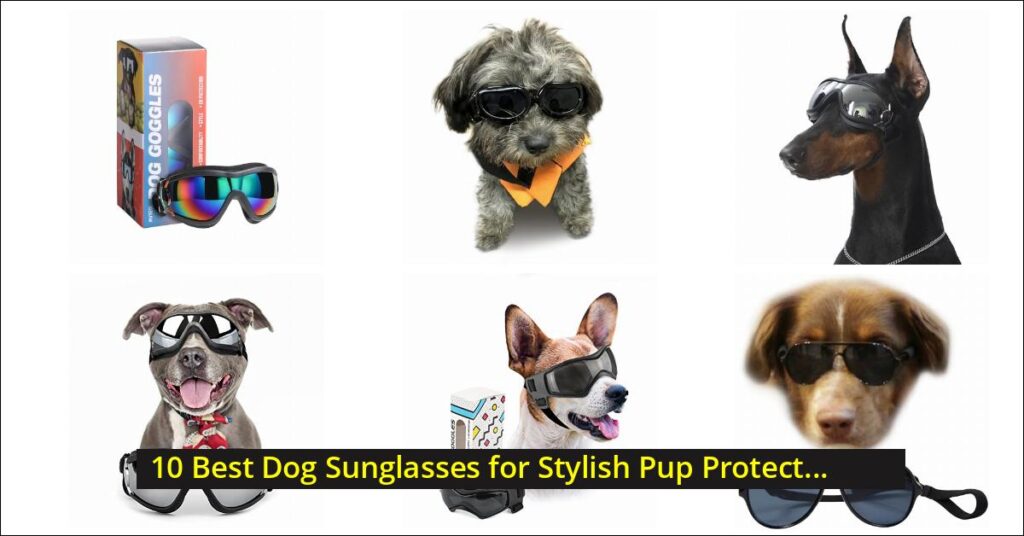 Dog Sunglasses Image