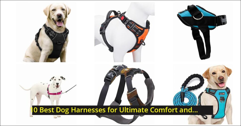 best dog harness Image
