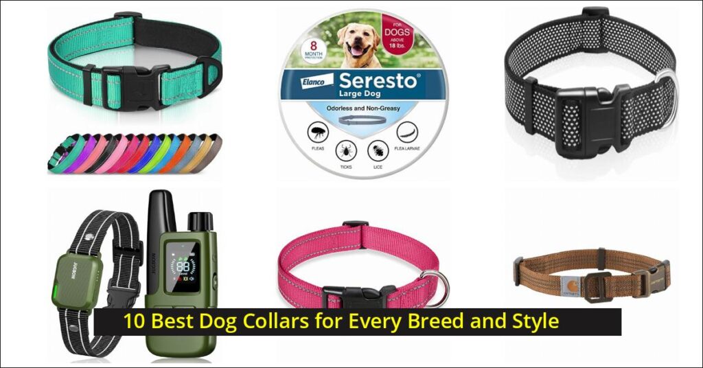 dog collars Image