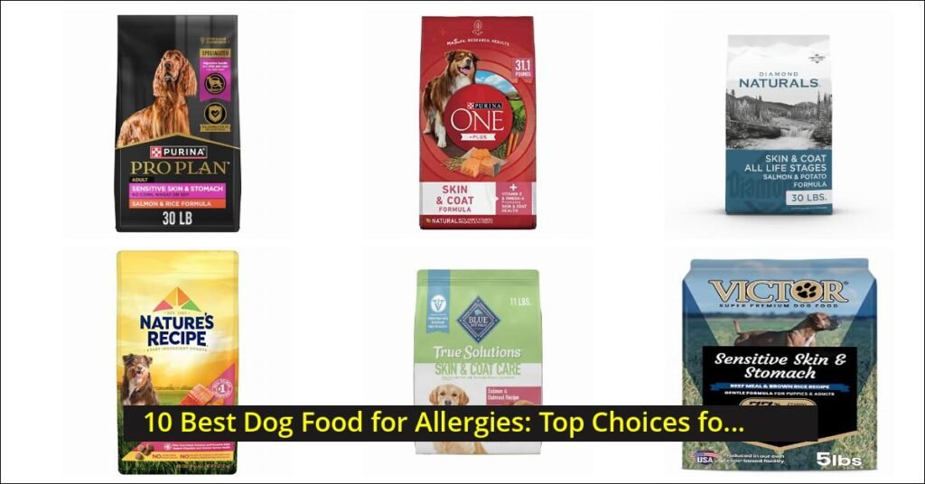 dog food for allergies Image