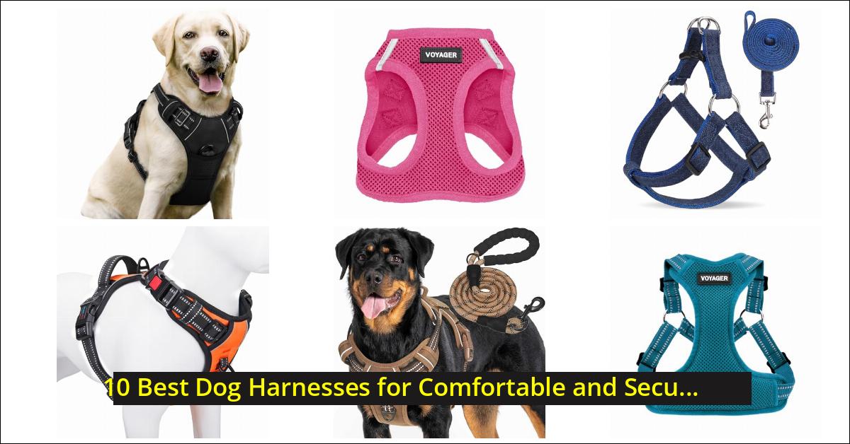 10 Best Dog Harnesses for Comfortable and Secure Walks