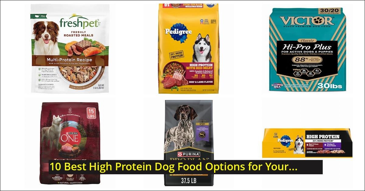 10 Best High Protein Dog Food Options for Your Pet