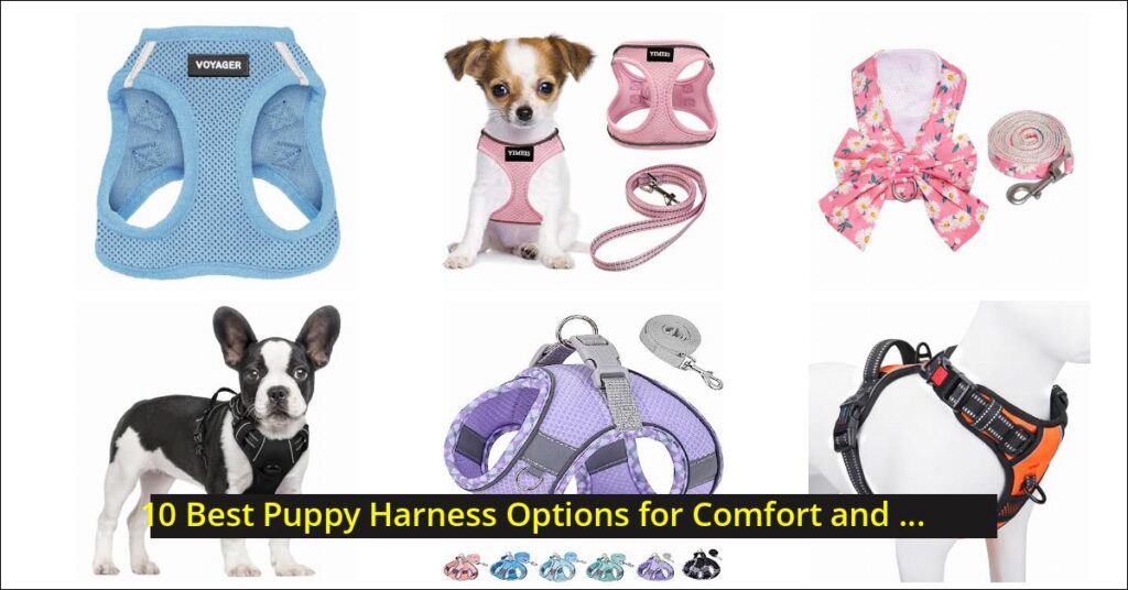 puppy harness Image