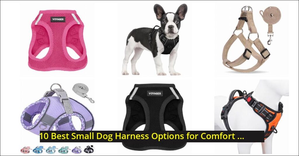 small dog harness Image